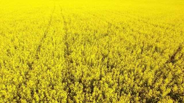 A field of blooming anise. Aerial forward flying. Bright yellow, symmetrical composition, smooth soft movement. Background.