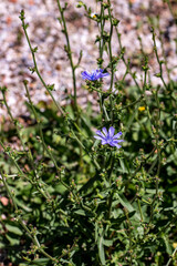 Cichorium intybus flower in meadow, close up 