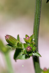 Cichorium intybus flower growing in meadow, close up 