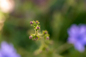 Cichorium intybus flower in meadow, close up shoot	