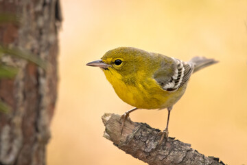 Pine warbler perched on a branch with blurred out yellow background