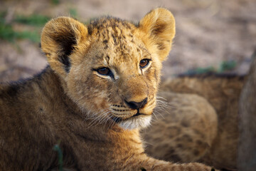 Obraz na płótnie Canvas Lion (Panthera leo) cub. Mpumalanga. South Africa.