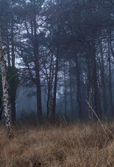 Kampen auf Sylt, Wald im Nebel.