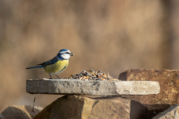 Blaumeise an der Winterfütterung