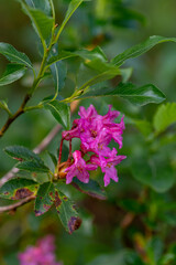 Rhododendron hirsutum flower in mountains