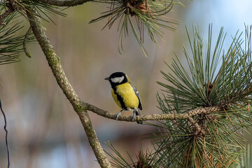 Kohlmeise auf einem Kiefernast