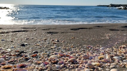 Fototapeta na wymiar many seashells full of the beach design for abundance and rich concept