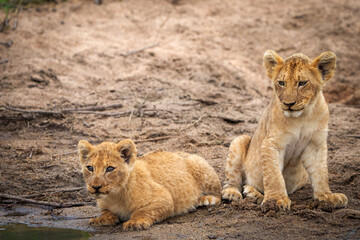 Lion (Panthera leo) cubs. Mpumalanga. South Africa.
