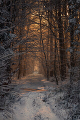 Zimowy spacer po lesie.