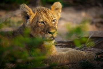 Naklejka na ściany i meble Lion (Panthera leo) cub. Mpumalanga. South Africa.