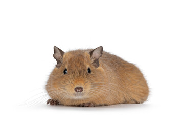 Sweet adult sand Degu rodent, laying down facing front. Looking towards camera. Isolated on a white background.