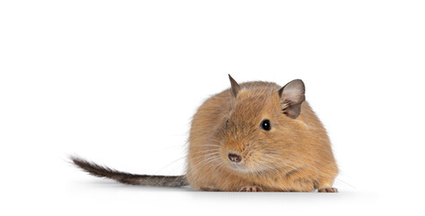 Sweet adult sand Degu rodent, standing facong front turning. Looking towards camera. Isolated on a white background.