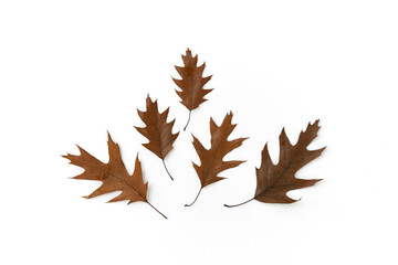 Simple autumn arrangement, minimalistic fall composition. Beautiful brown oak autumn leaves on white background. Creative autumn pattern. Flat lay, top view.