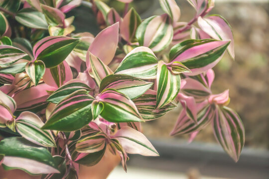 Closeup image of tradescantia tricolor plant with pink and yellow leaves. Its other names are inch plant, wandering jew and spiderwort.