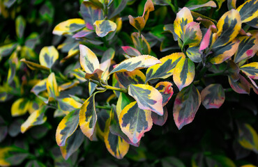 Closeup image of spindle euonymus plant with colorful leaves.