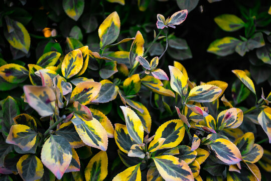 Photo of spindle plant with patterned leaves.