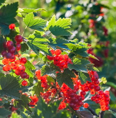 Obraz premium Berries of red currant on branches with leaves in the background light in summer