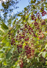 Fototapeta na wymiar Berries of red cherry on branches with leaves in the background light in summer