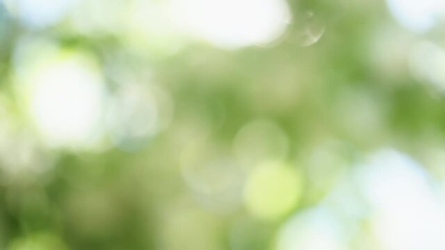 Abstract blur 4k stock video background. Blurry defocused beautiful soft green and white bokeh of trees and sky