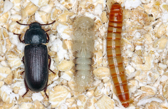 larva pupa and beetle of mealworm beetle Tenebrio molitor, a species of darkling beetle pest of grain and grain products as well as home products