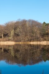 marthaler park pond and forest reflections