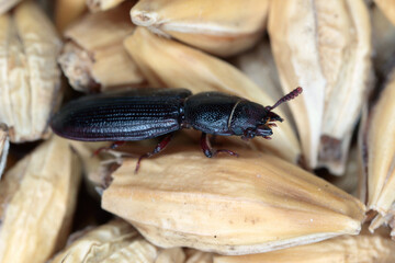 The cadelle beetle Tenebroides mauritanicus beetle from the family Trogossitidae on grain.