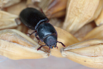 The cadelle beetle Tenebroides mauritanicus beetle from the family Trogossitidae on grain.