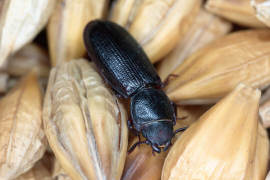 The cadelle beetle Tenebroides mauritanicus beetle from the family Trogossitidae on grain.