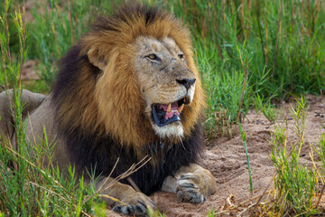 Black maned lion (Panthera leo). Mpumalanga. South Africa.