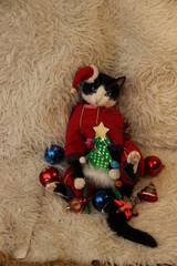 cat with christmas toys