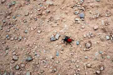 Ladybird spider male or Black Eresus kollari on sand and rocky background in natural environment of Central Asia. Spider species in family Eresidae.