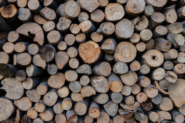 A pile of firewood drying before winter