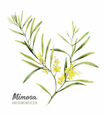 Watercolor illustration of mimosa. Hand drawn isolated close up tree floral. Botanical flowers element for your design