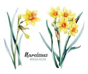 Watercolor narcissus, illustration of yellow flowers with green leaves on a white isolated background.