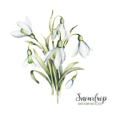 A bouquet of snowdrop flowers. The very first flowers in spring. Illustration isolated on white background for your design