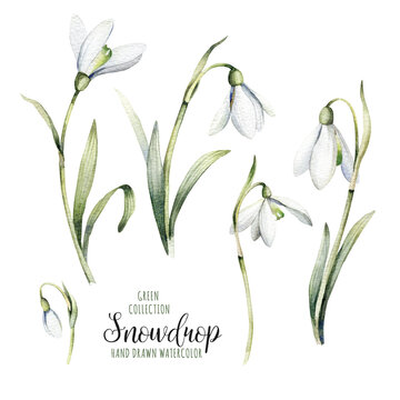 Collection of watercolor botanical flowers. Delicate flowers of snowdrops for your design