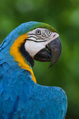 Close up head the Blue and yellow macaw parrot bird in garden