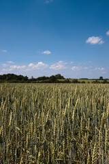 field of wheat