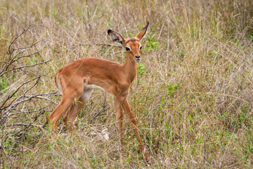 Impala (Aepyceros melampus) lamb (fawn). Mpumalanga. South Africa.