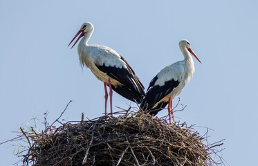 A pair of storks in the nest.