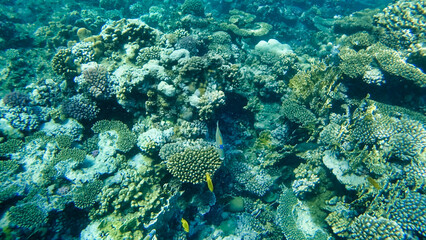 Corals and school of fish in the Red Sea. Egypt