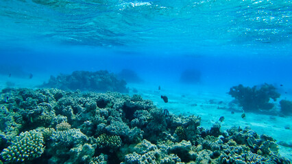 Naklejka na ściany i meble Corals and school of fish in the Red Sea. Egypt