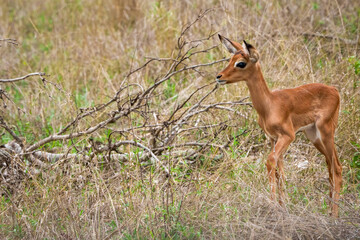 Impala (Aepyceros melampus) lamb (fawn). Mpumalanga. South Africa.