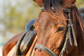 close up photo of horse face