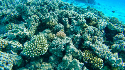 Fototapeta na wymiar Corals and school of fish in the Red Sea. Egypt