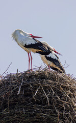 A pair of storks in the nest.