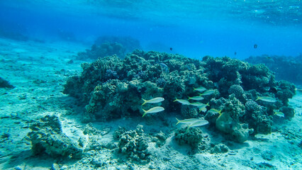 Corals and school of fish in the Red Sea. Egypt