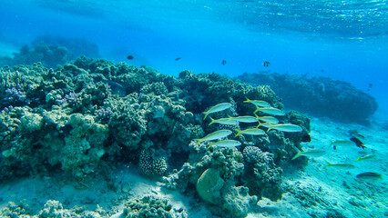 Fototapeta na wymiar Corals and school of fish in the Red Sea. Egypt