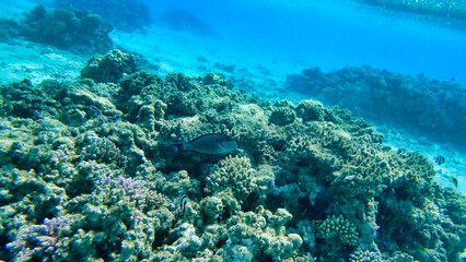 Naklejka na ściany i meble Corals and Surgeon Fish in the Red Sea. Egypt