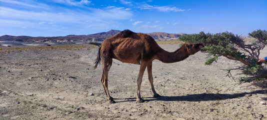	 Wild camel eating tree in Wadi el Gemal National Park. Desert and blue sky. Egypt	